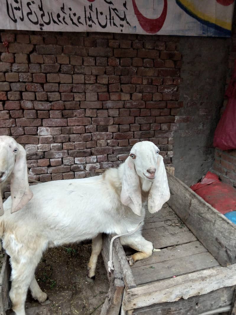 راجن پوری تین بکرے پار سیل قربانی کے لیے جس بھائی کو چاہیے اور رابطہ 6