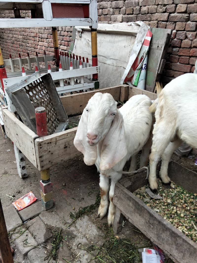 راجن پوری تین بکرے پار سیل قربانی کے لیے جس بھائی کو چاہیے اور رابطہ 7