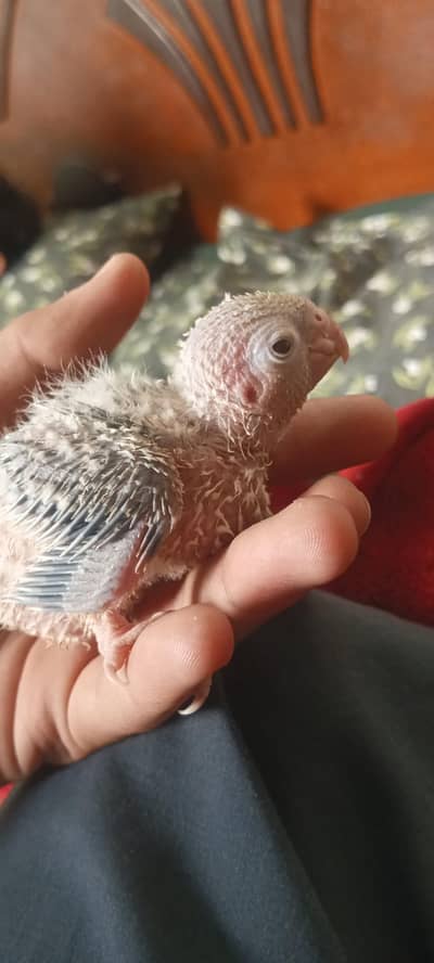 pineapple conure chick for sale