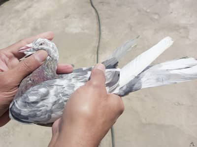 2 pair pigeons for sale