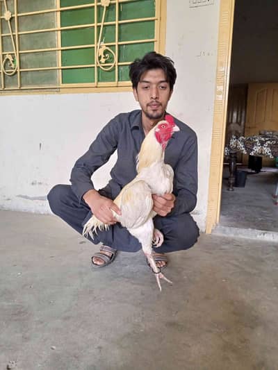 Muhammad Javed 