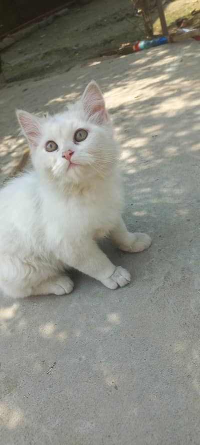 semi persian kitten