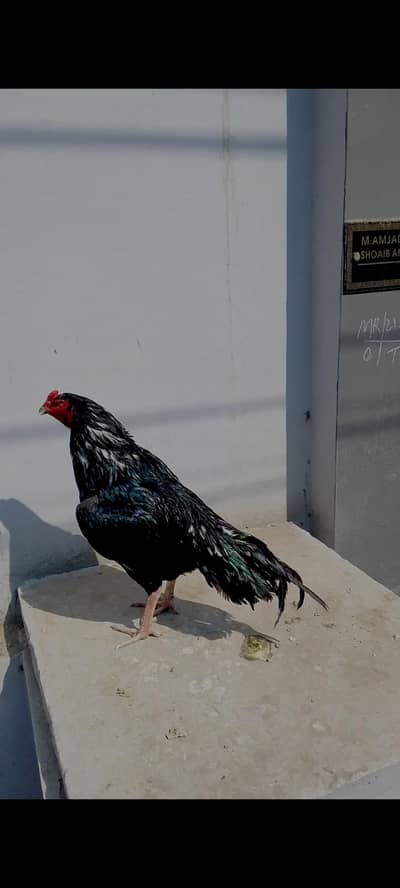 lasani aseel,lakha aseel, sawa kari baaz patha