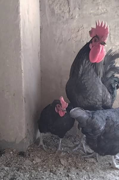 Astralop egg laying Hens