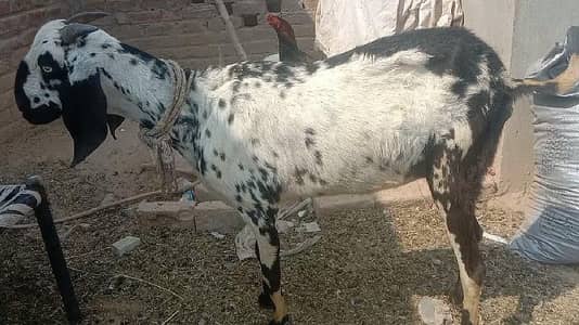 desi cross goat