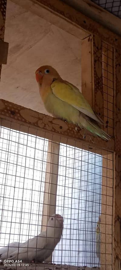 love birds  03295367076