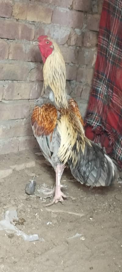 Aseel cros slaita thikra, Madi Aseel sleeti