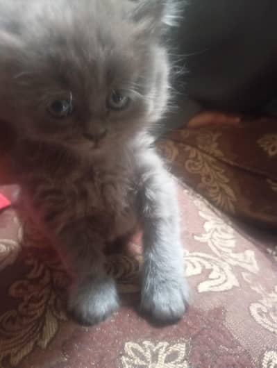 cute kitten  for sale