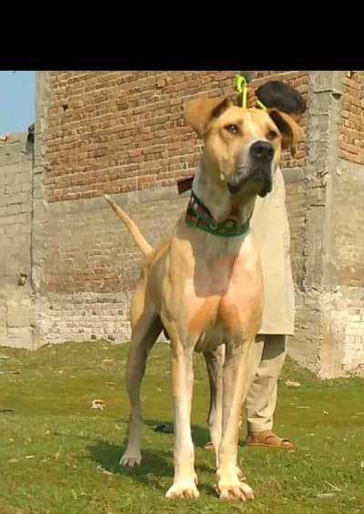 Bully guldang male for sale available age 12 months