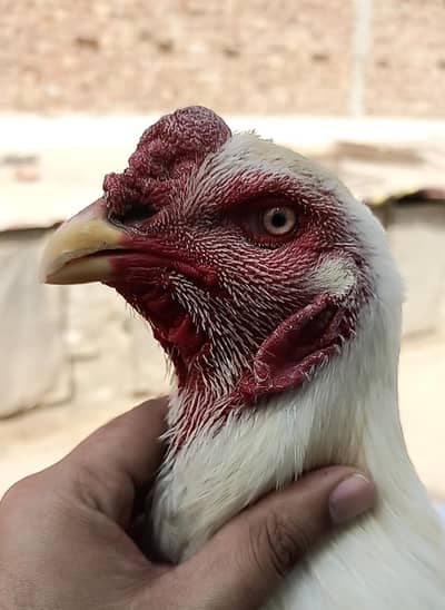 white shamo aseel murga