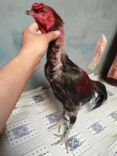 pure Thai blood line home breed