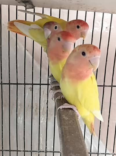 love birds redhead opline / opaline