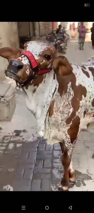 Ablaq Bachri ha pali hui ha Beauty ha