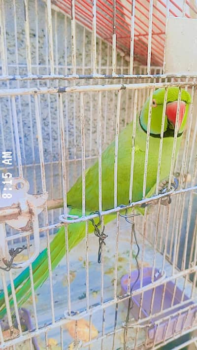 Rawat ki location ha