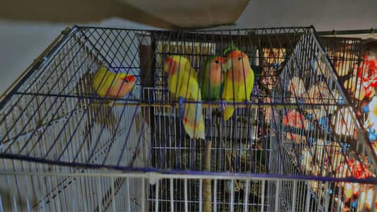 love birds + fishal + non ring parrot 