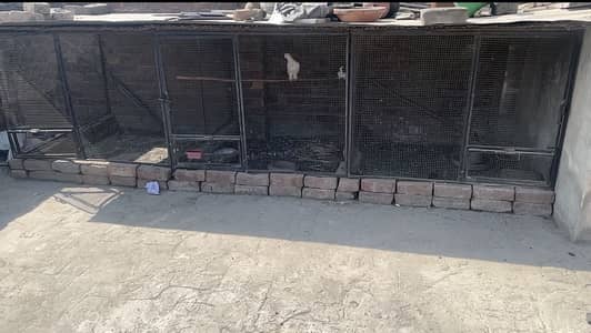 Cage for sale for Hen