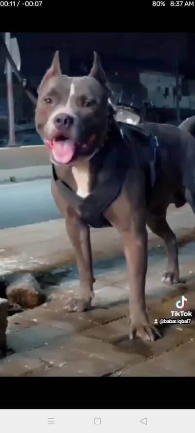 pitbull only for stud