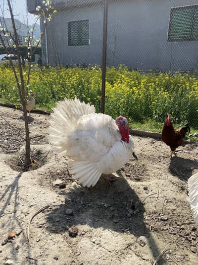 Male white healthy turkey