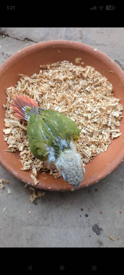 pineapple conure high red factor chick