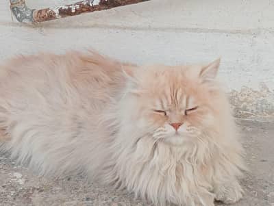 Russian double clr cat