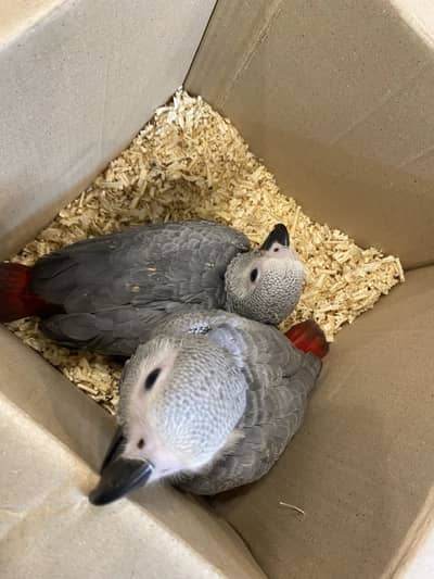 Sunconure and ringnecks
