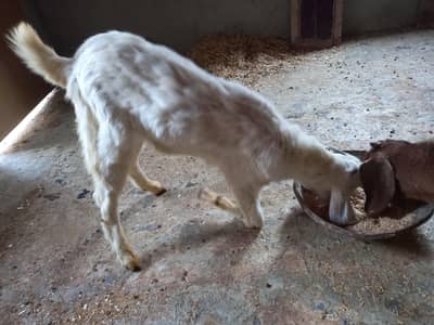Bakra for sale