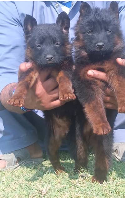 German Shepherd | triple coated | black mask puppies pair | Gsd dog