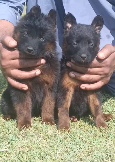 German shepherd Pair | Puppy | GSD | Dog for sale | Long coat