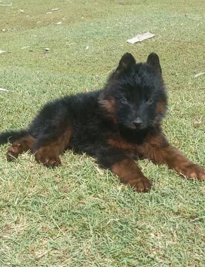 German shepherd | male Puppy | Dog for sale | Long coat