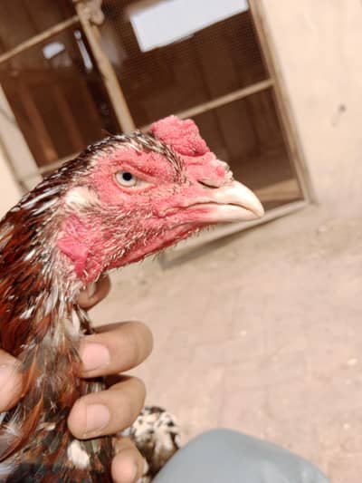 Old blood Rampuri cheena breeder for sale