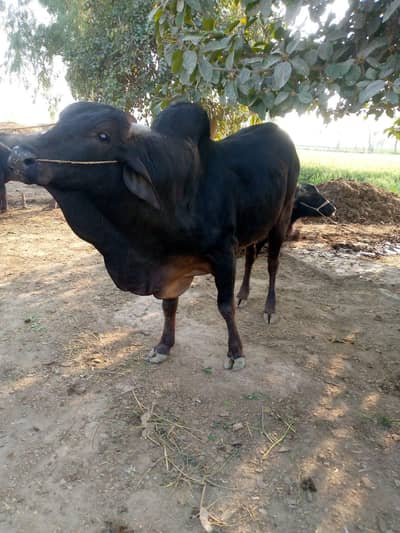 pure sahiwal bull
