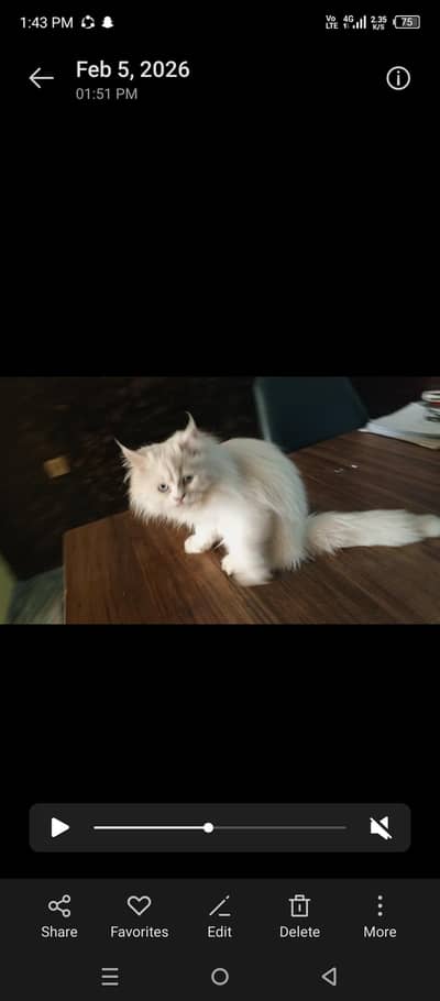 Blu eyes 3 cod  full friendly  cat male urgent sale 03034728320