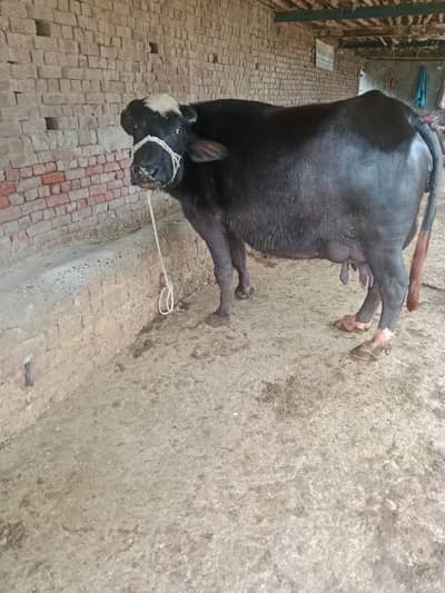 neli ravi cross | bhains | katta  | گائے | Buffalos for sale