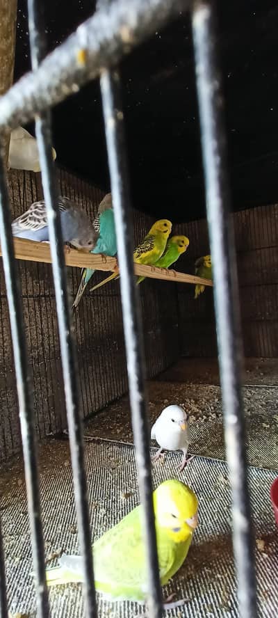 Quality birds available