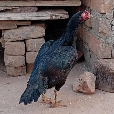 I want to sell my hen My WhatsApp number 03315155676