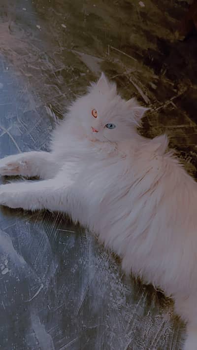 Persian cat