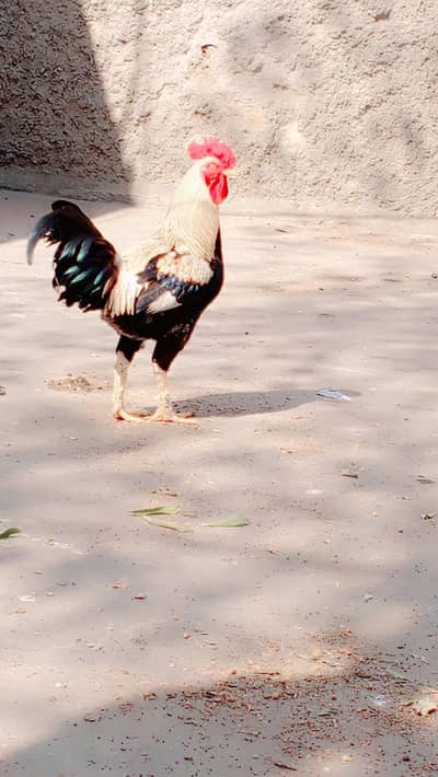 pure Desi egg laying