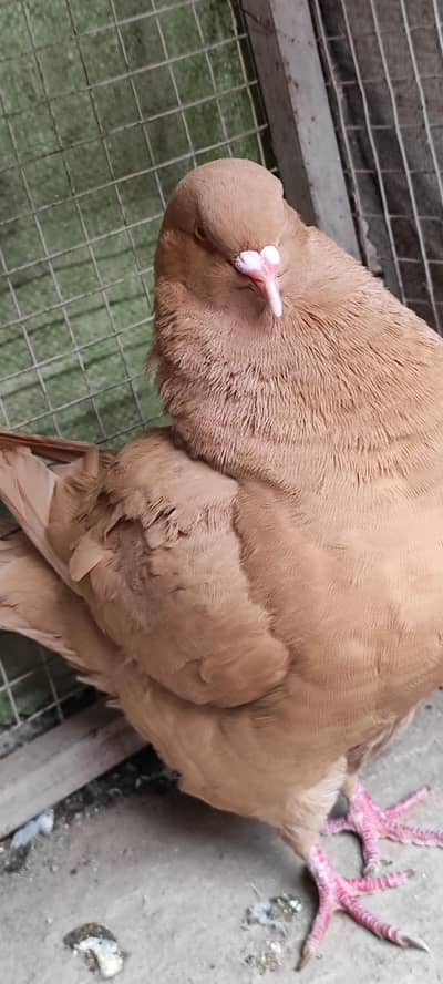 King Pigeon for Sale