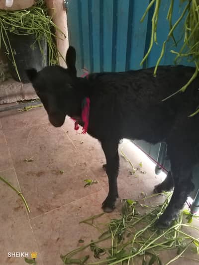 ONLY SERIOUS PASSANT CONTACT. . . . CLL. . . 03152550770