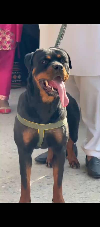 rottweiler female dog