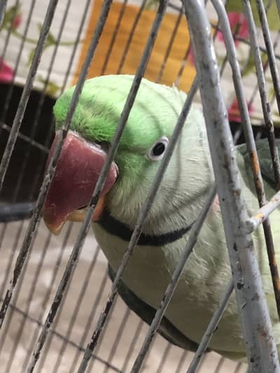 Raw talking parrot  WhatsApp number 03281797038