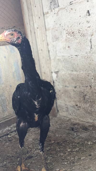 o shamo chicks for sale location Faisalabad