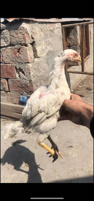 Top quality paper white heera aseel chicks