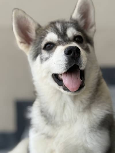 Siberian husky puppy age 2 months