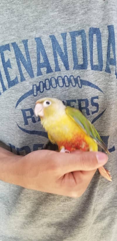Blue Turquoise Conure And Pineapple Conure Chicks