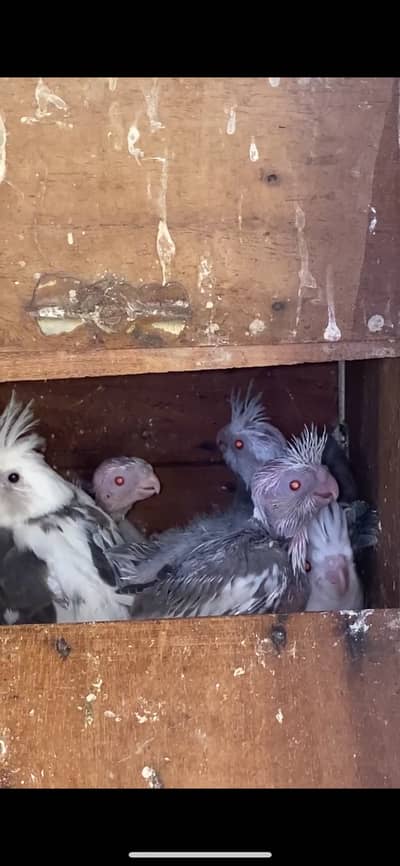 V Pied Fallow, Silver Fallow, V Pied Black Eyes