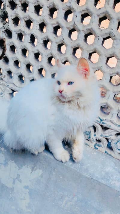 Parshin Cat fimale For Sale Wite Colour Triple kot Chicken Cat foods