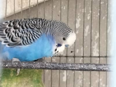 Undersize Budgies for sale