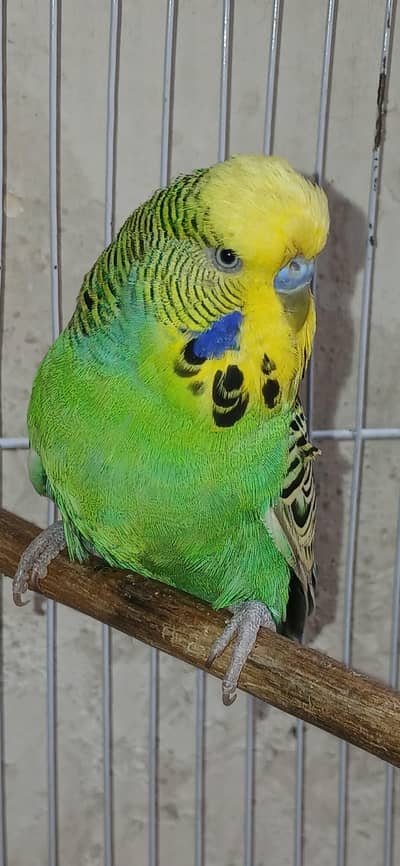 Top Quality Exhibition Rainbow male