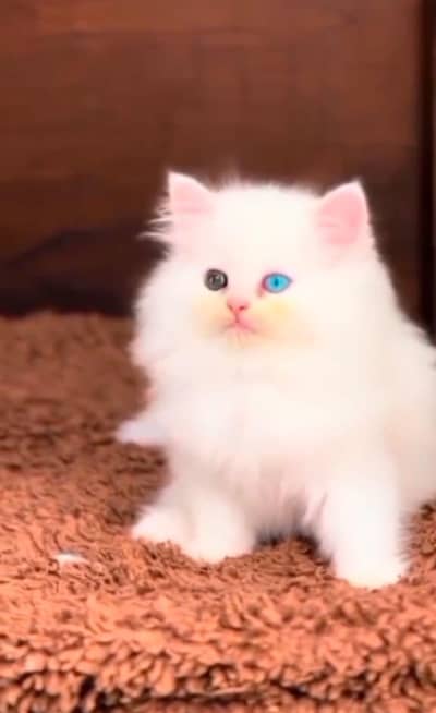 Persian female kitten for sale WhatsApp number 0320=8016=494